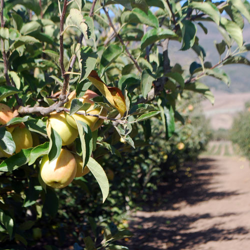 a California Apple Orchard