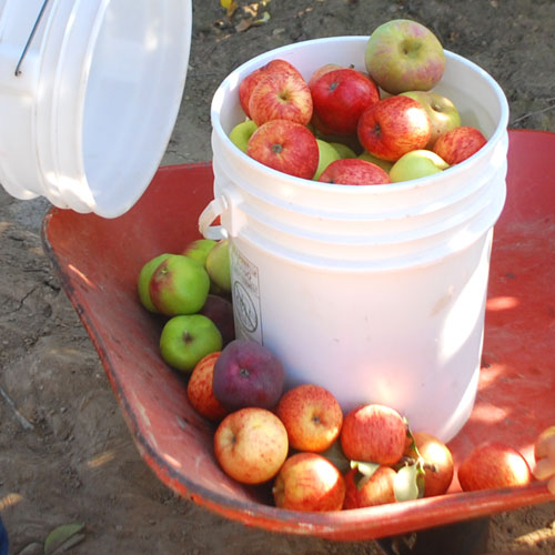 Apple Picking