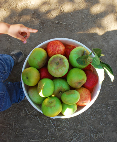 Apple Booty