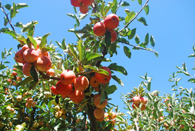 Apple Tree