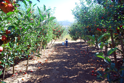 Apple Orchard