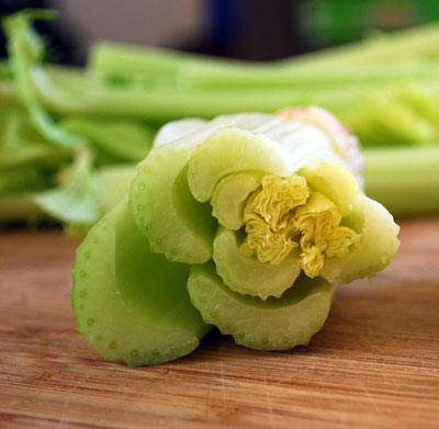 Root of the Celery Stalk.. Rose!