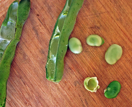 Shucking Fava Beans