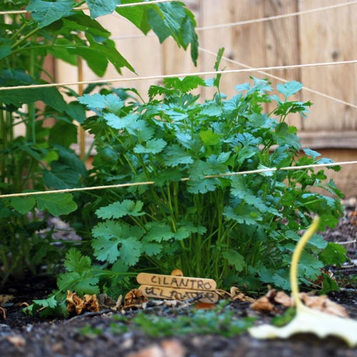 Cilantro in our Garden